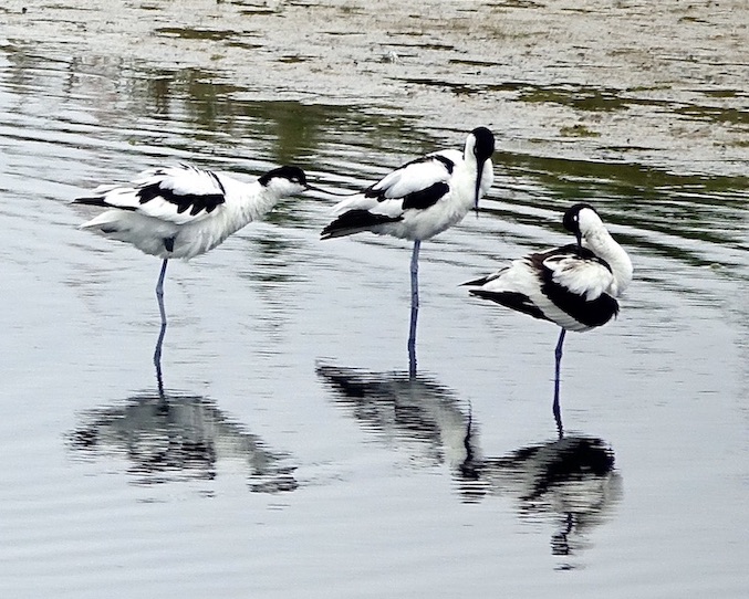 avocet
